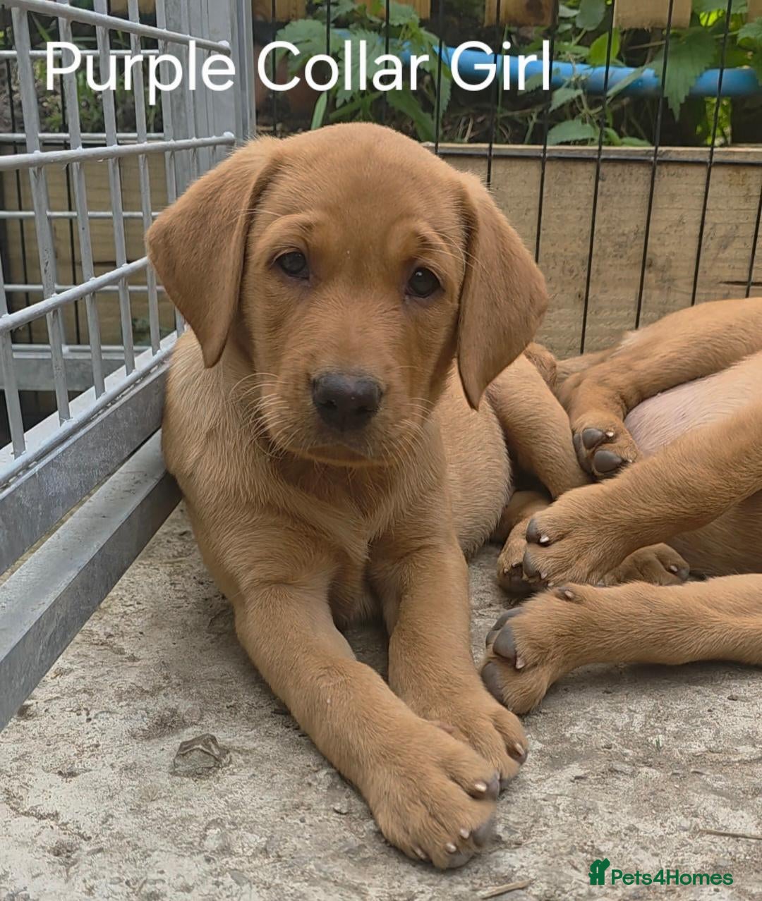 Labrador Retriever dogs KC REG, EHANCED HEALTH TESTED, RED & YELLOW LABS - Advert 1