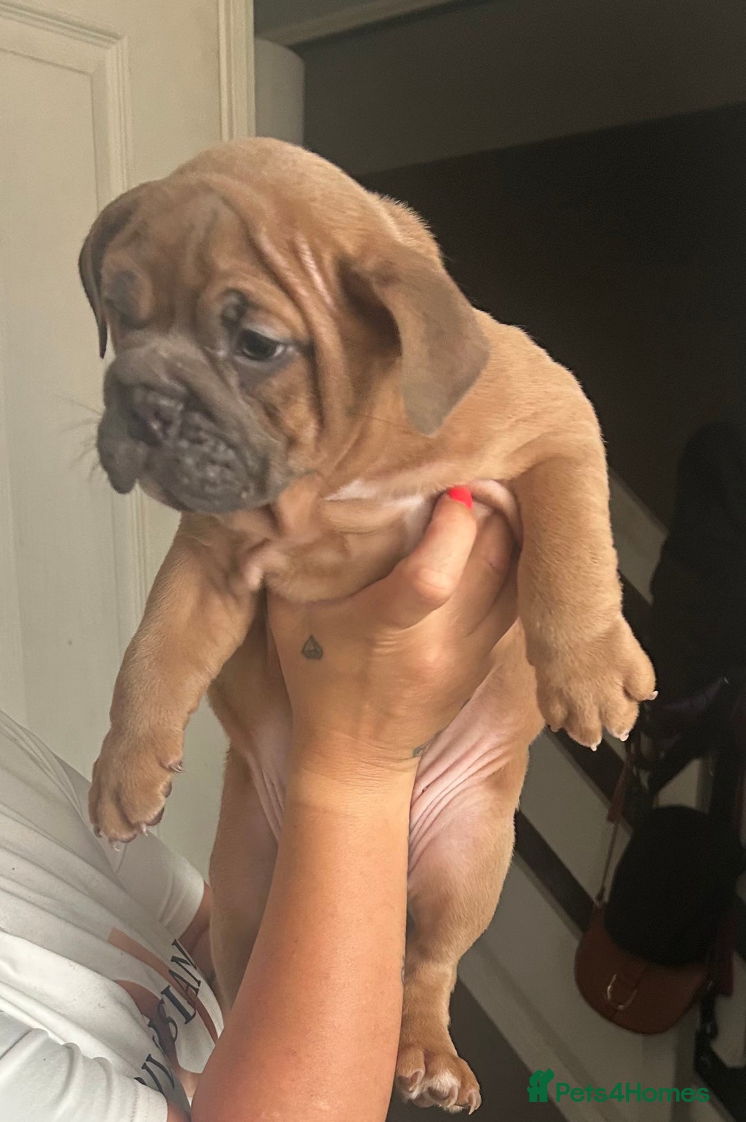 Mixed Breed dogs for sale: Bulldog puppy’s ready (5 BOYS LEFT 💙) - Image 16