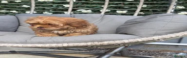 Shihpoo 3