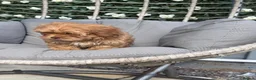 Shihpoo dogs for sale: Shihpoo Puppies  - Advert 5