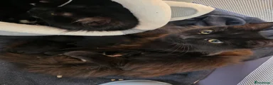 British Longhair Kitten 1