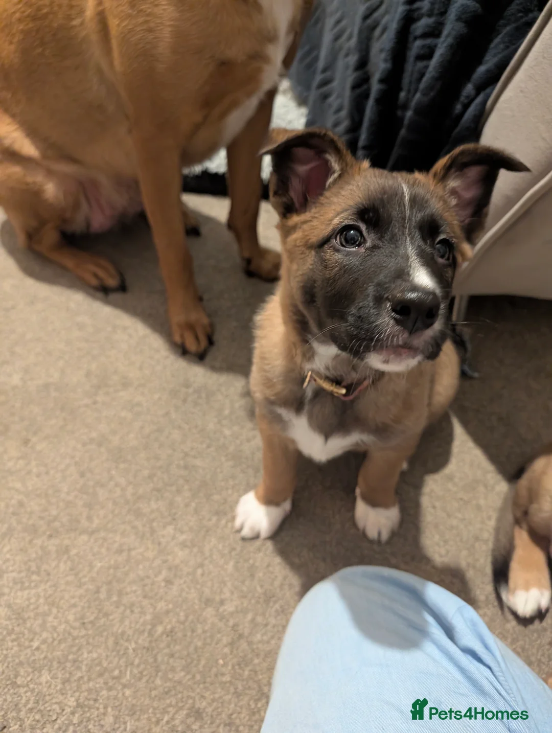 Mixed Breed dogs for sale: Belgian Malinois x Border Collie Pups Malincollie - Advert 8