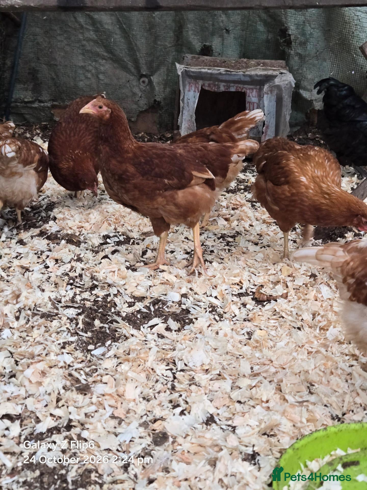 Chickens poultry for sale: Bovan Brown chickens  - Advert 23