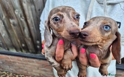 Miniature Dachshund dogs for sale: Miniature smooth haired dachshunds  - Image 3