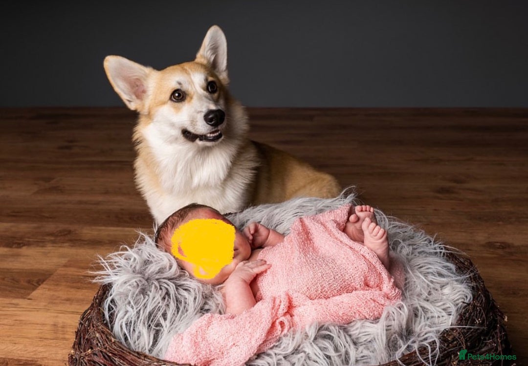 Welsh Corgi Pembroke dogs for sale: Show quality puppies - Image 18
