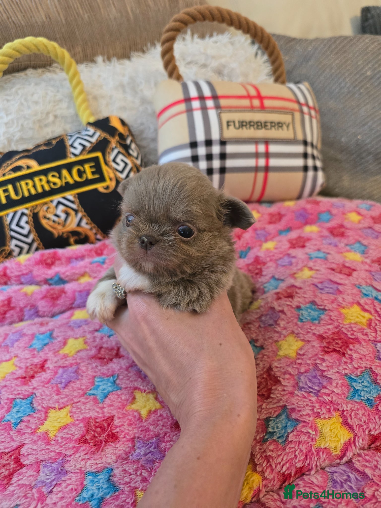 Chihuahua dogs for sale: Xx stunning kc chihuahua longcoat puppies Xx - Advert 5