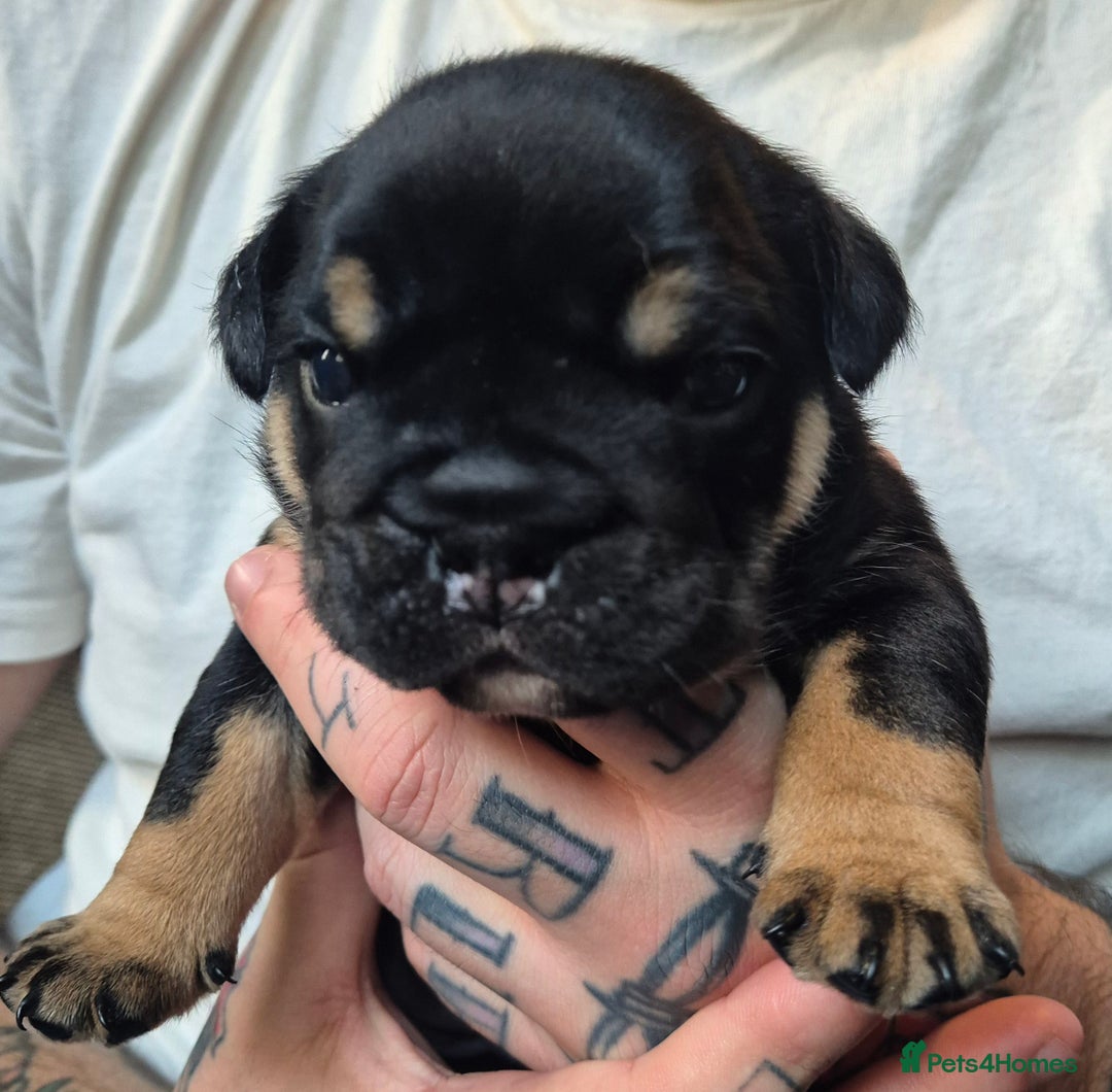 English Bulldog dogs for sale: British bulldog puppies  - Image 6
