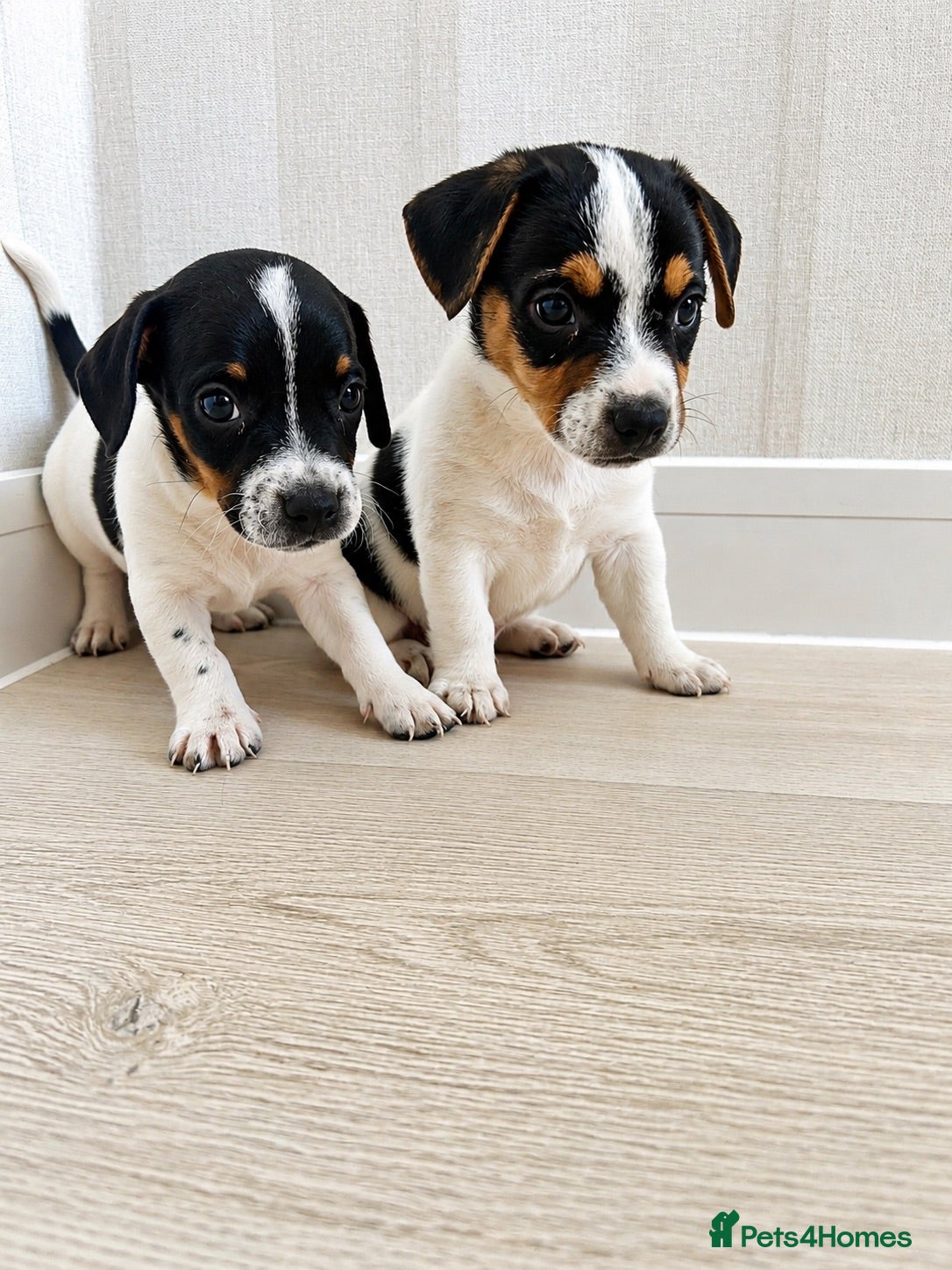 Jack Russell dogs Jack Russell Puppies Tri Coloured  - Advert 1