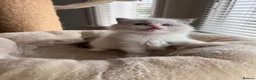 Ragdoll cats for sale: Outstanding reg female bicolour ragdoll kitten  in London - Advert 7