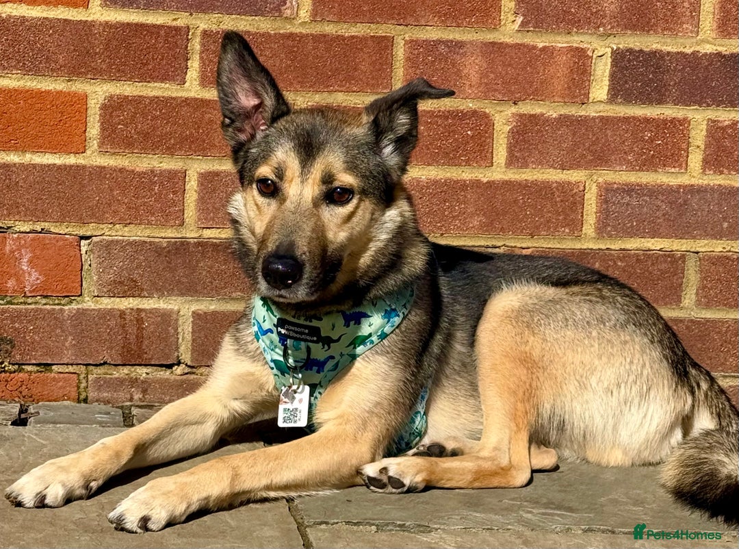 German Shepherd dogs for adoption: Wallie: Saved in the Final Moments - Image 1