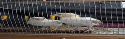 Chickens poultry for sale: BUFF SUSSEX YOUNG COCKERELS in Chatteris - Advert 2