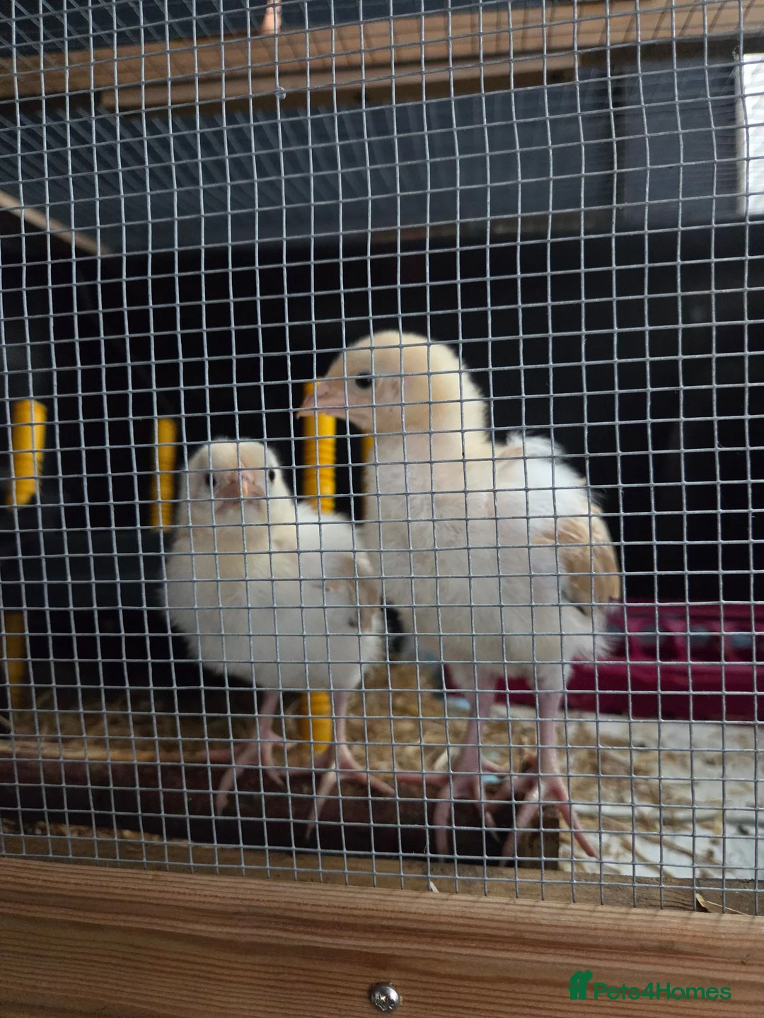 Chickens poultry for sale: BUFF SUSSEX YOUNG COCKERELS in Chatteris - Advert 2