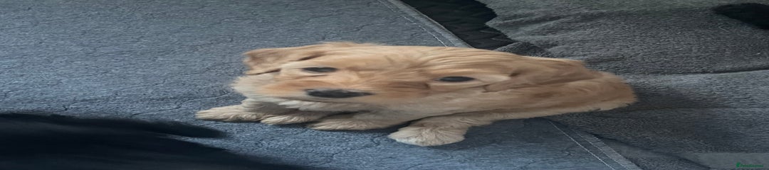 Cockapoo Puppy 2