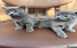 Russian Blue cats for sale: Russian Blue kittens  - Image 4