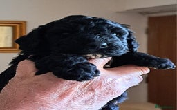 Mixed Breed dogs for sale: 4 Beautful Sproodle cross Cockapoo  - Advert 5