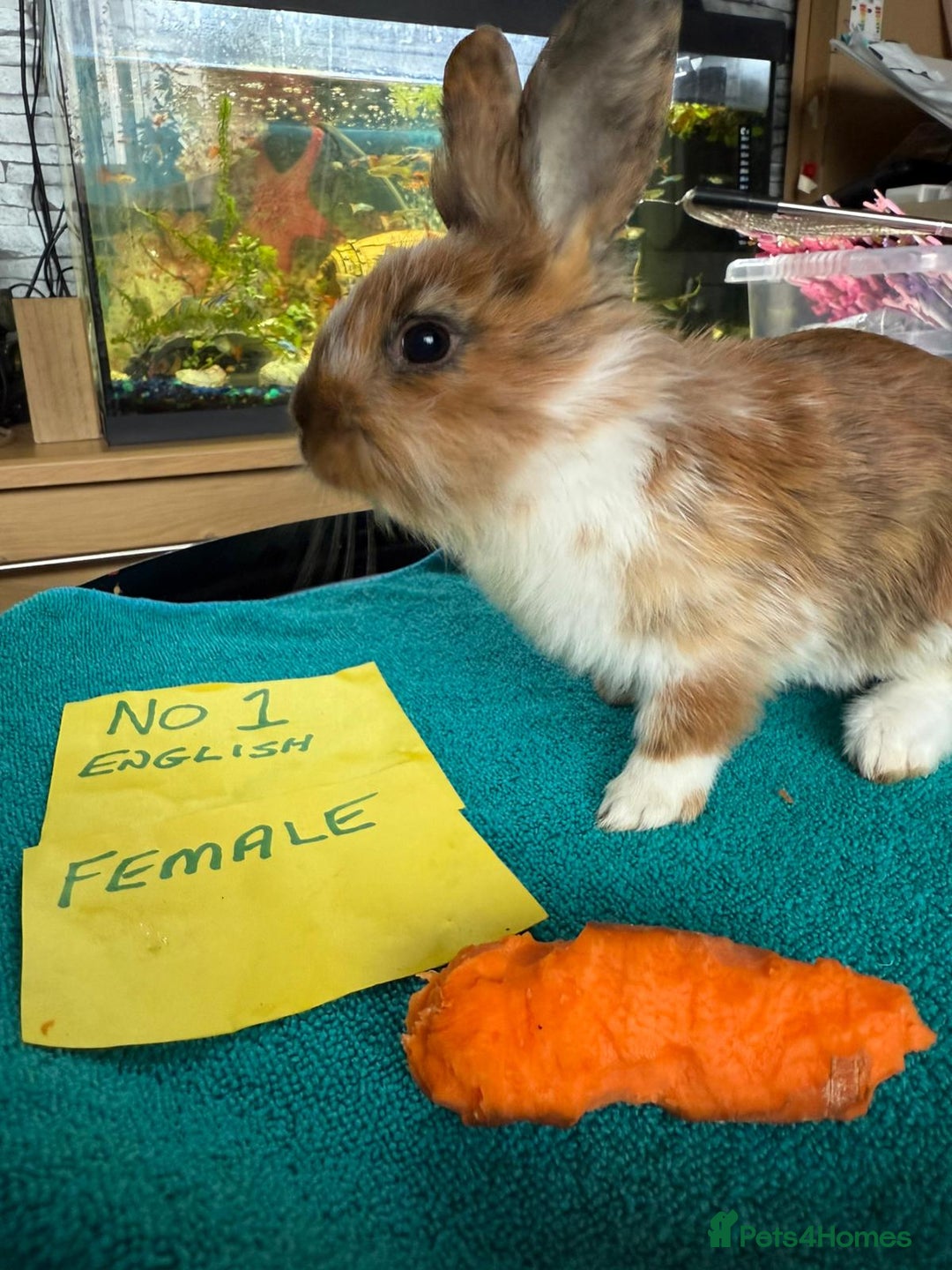 English rabbits for sale: Rabbits for sale , various sexes avaliable  - Image 3