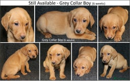 Labrador Retriever dogs for sale: Red Fox Labs : Health Checked-KC Reg-FTCH Pedigree - Image 9