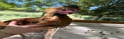 Chickens poultry for sale: Mixed bantam chickens  - Advert 6