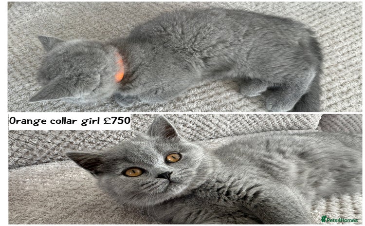 British Shorthair cats - Advert 11