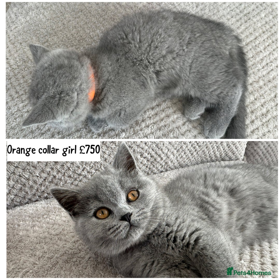 British Shorthair cats for sale: SALE!!   BSH Kitten SALE!! £650 - Image 1