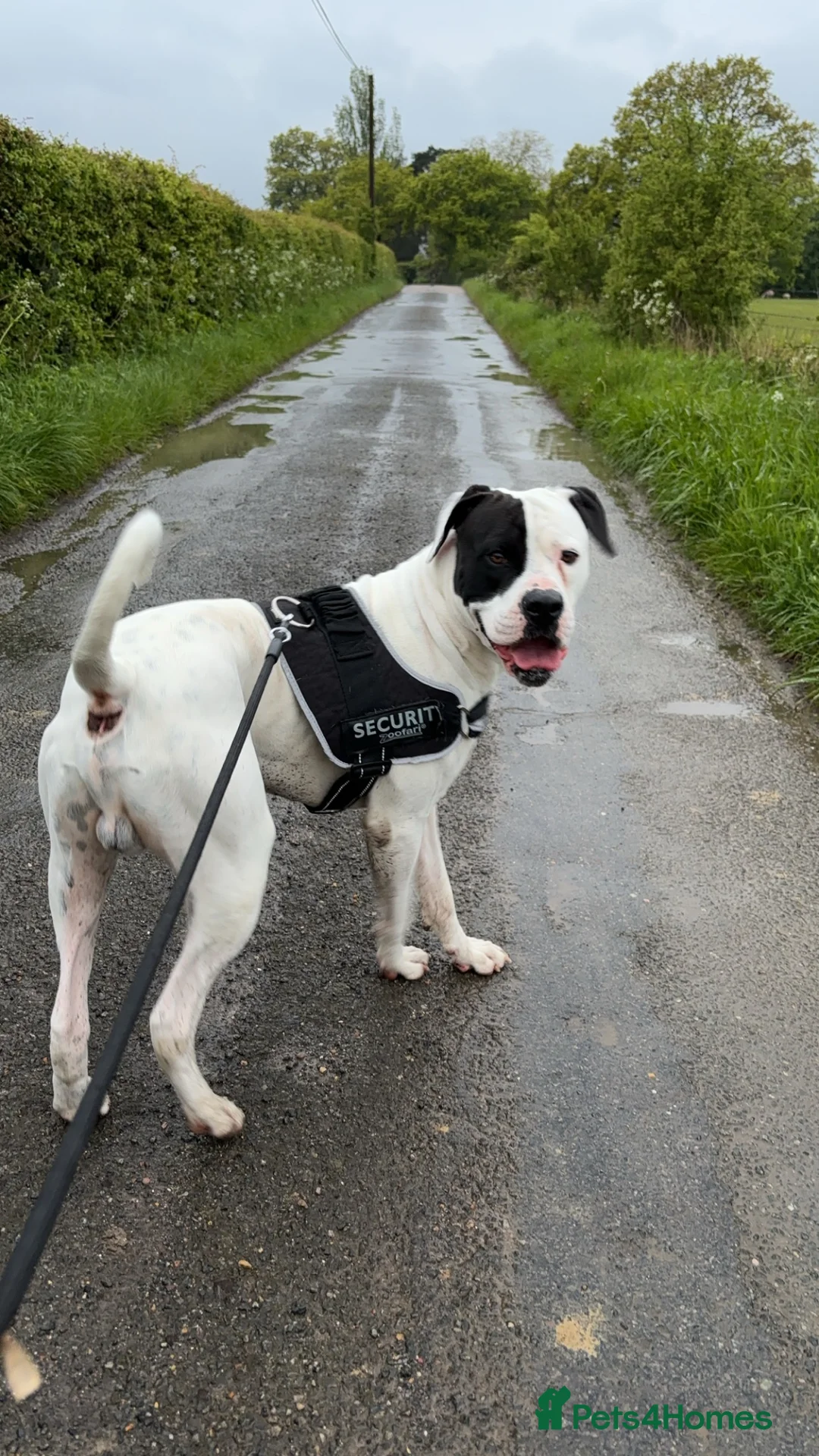 American Bulldog dogs for sale: Albie the American bulldog  - Advert 10