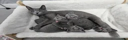 Russian Blue cats for sale: GCCF Registered Russian Blue Kittens – Ready Now  - Advert 1
