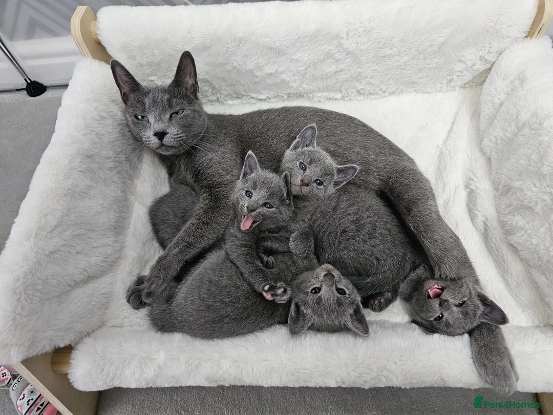 Russian Blue cats for sale: GCCF Registered Russian Blue Kittens – Ready Now  - Advert 1