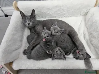 Russian Blue cats GCCF Registered Russian Blue Kittens – Ready Now - Advert 1