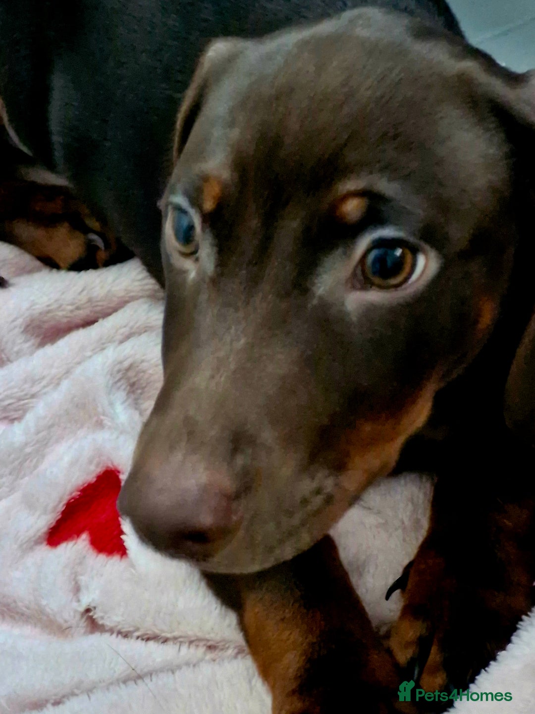 Dachshund dogs for sale: Standard Dachshund - Advert 2