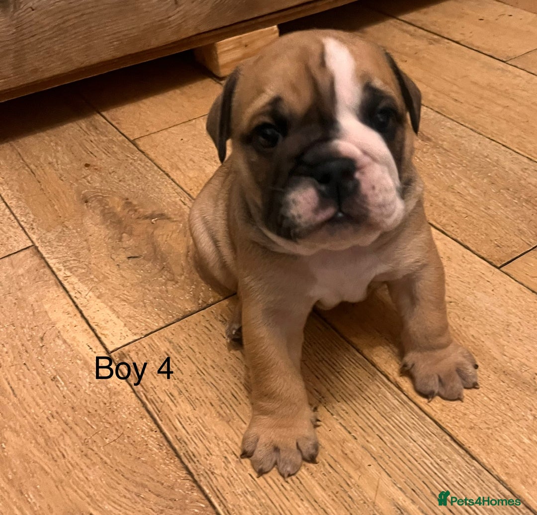 English Bulldog dogs for sale: Kc reg English bulldog puppies 🏴󠁧󠁢󠁥󠁮󠁧󠁿 - Image 31