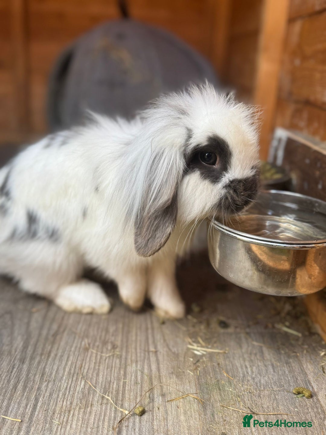 English Lop rabbits for sale: Two mini lop rabbits  - Image 6