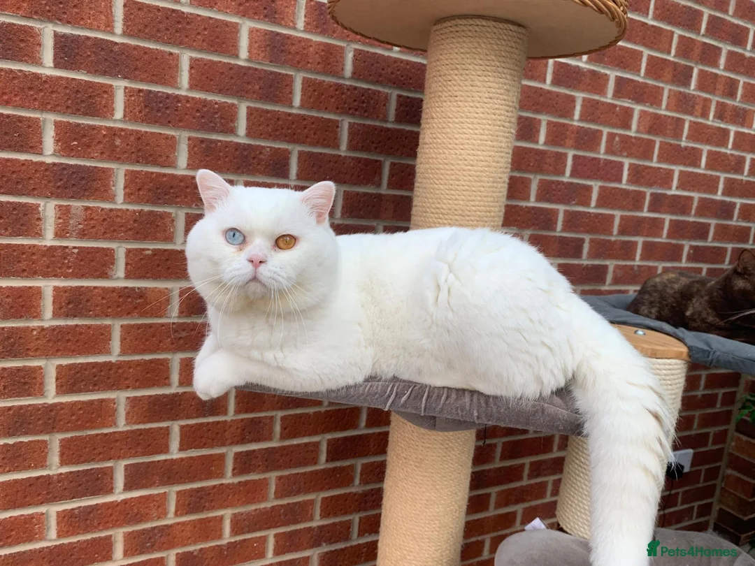 British Shorthair cats for sale: 🏠✈️💞Special Home wanted💞ℹ️🏡 - Advert 1