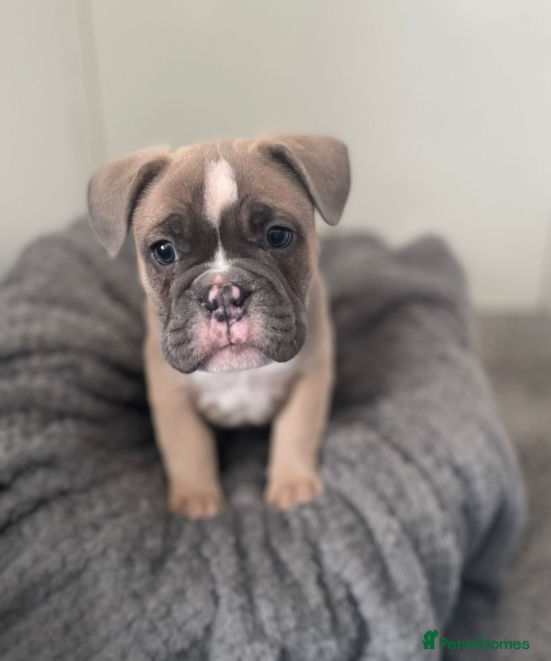 Mixed Breed dogs for sale: English bulldog French bulldog mix  - Image 6