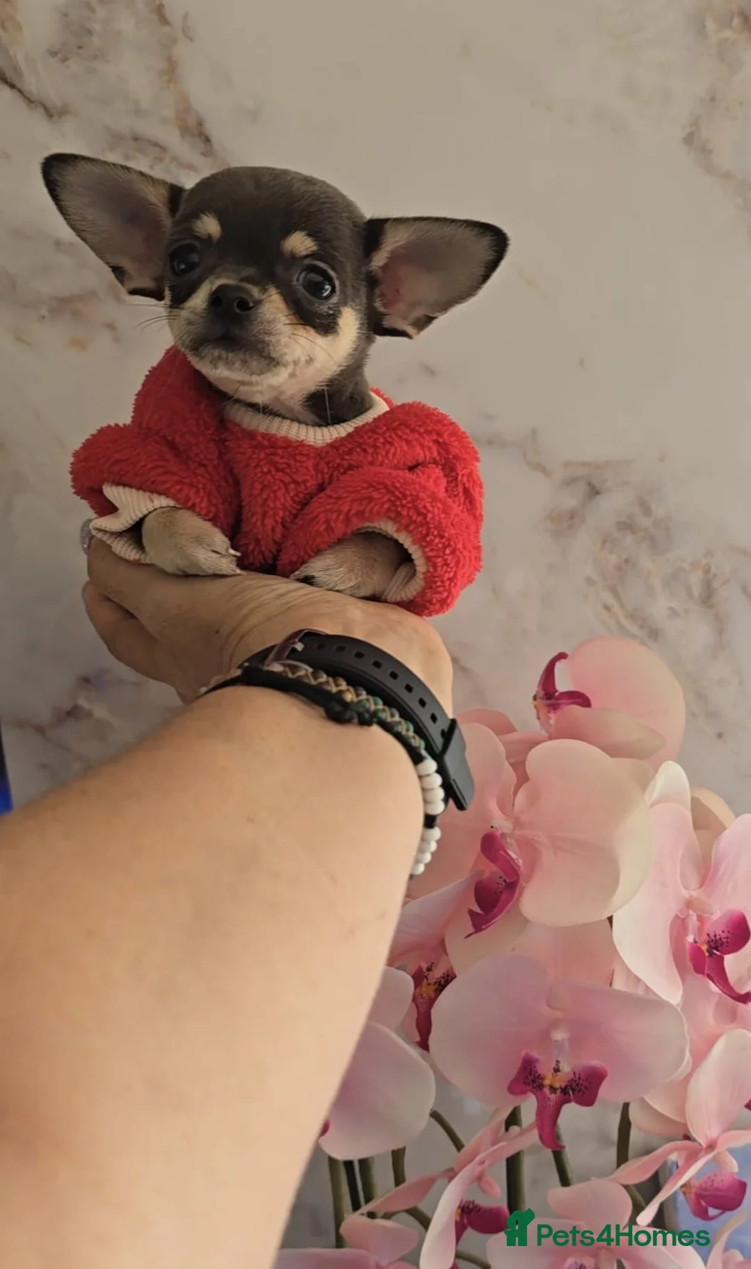 Chihuahua dogs for sale: Long haired Blue Chihuahua puppies  - Advert 7