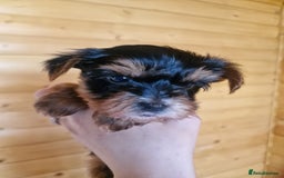 Yorkshire Terrier dogs for sale: Miss Bella and adorable boys - Image 3