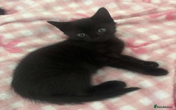 British Shorthair cats for sale: Black short haired kittens for sale ❤️ - Image 1