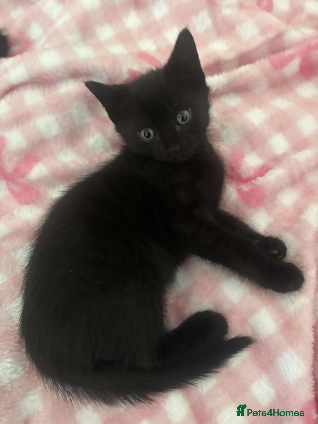 British Shorthair cats for sale: Black short haired kittens for sale ❤️ - Image 1