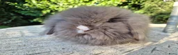 Angora rabbits for sale: 💙STUNNING TEDDYWIDDER boy- IMPORTED PARENTS 💓 - Advert 3