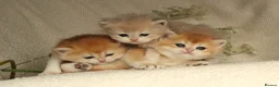 British Shorthair cats for sale: Champion Bloodline Blue Golden/Golden BSH/BLH - Advert 3