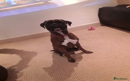 Boxer dogs for sale: Caine - Image 3