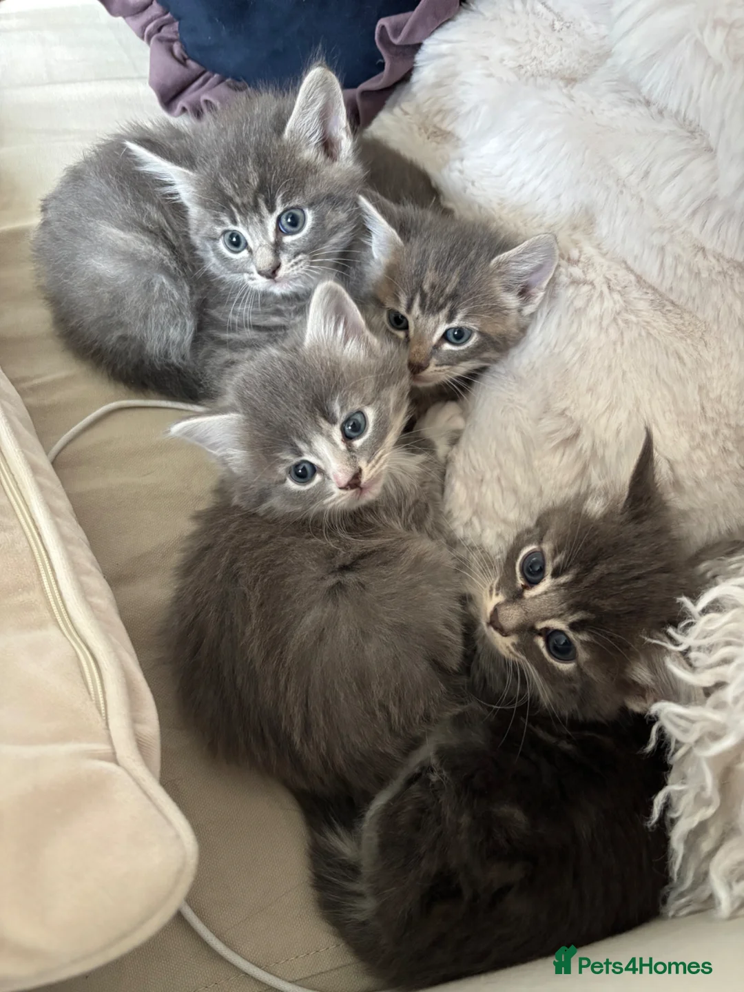 Mixed Breed cats for sale: 4 Beautiful kittens ready for new homes ✨🩷 - Advert 17