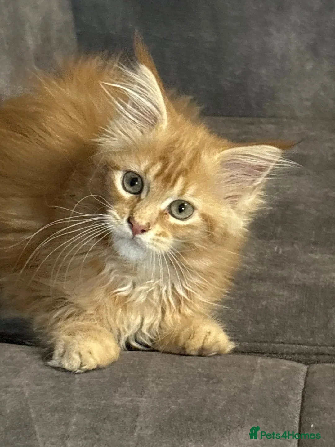 Maine Coon cats for sale: 3 Maine Coon for sale - Advert 5