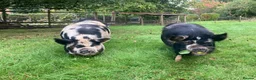 Pig livestock for sale: 2 Kune kune pigs, brother & sister, 18 months in Leominster - Advert 3