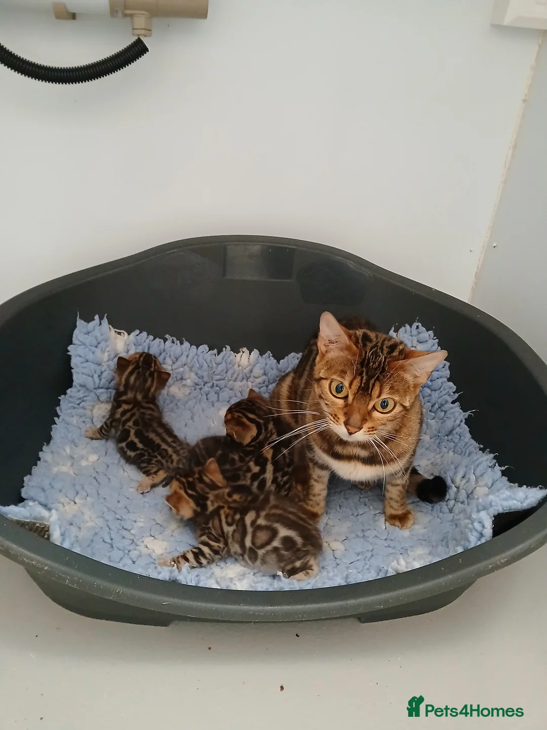 Bengal cats for sale: Beautiful Bengal Boy - Advert 3
