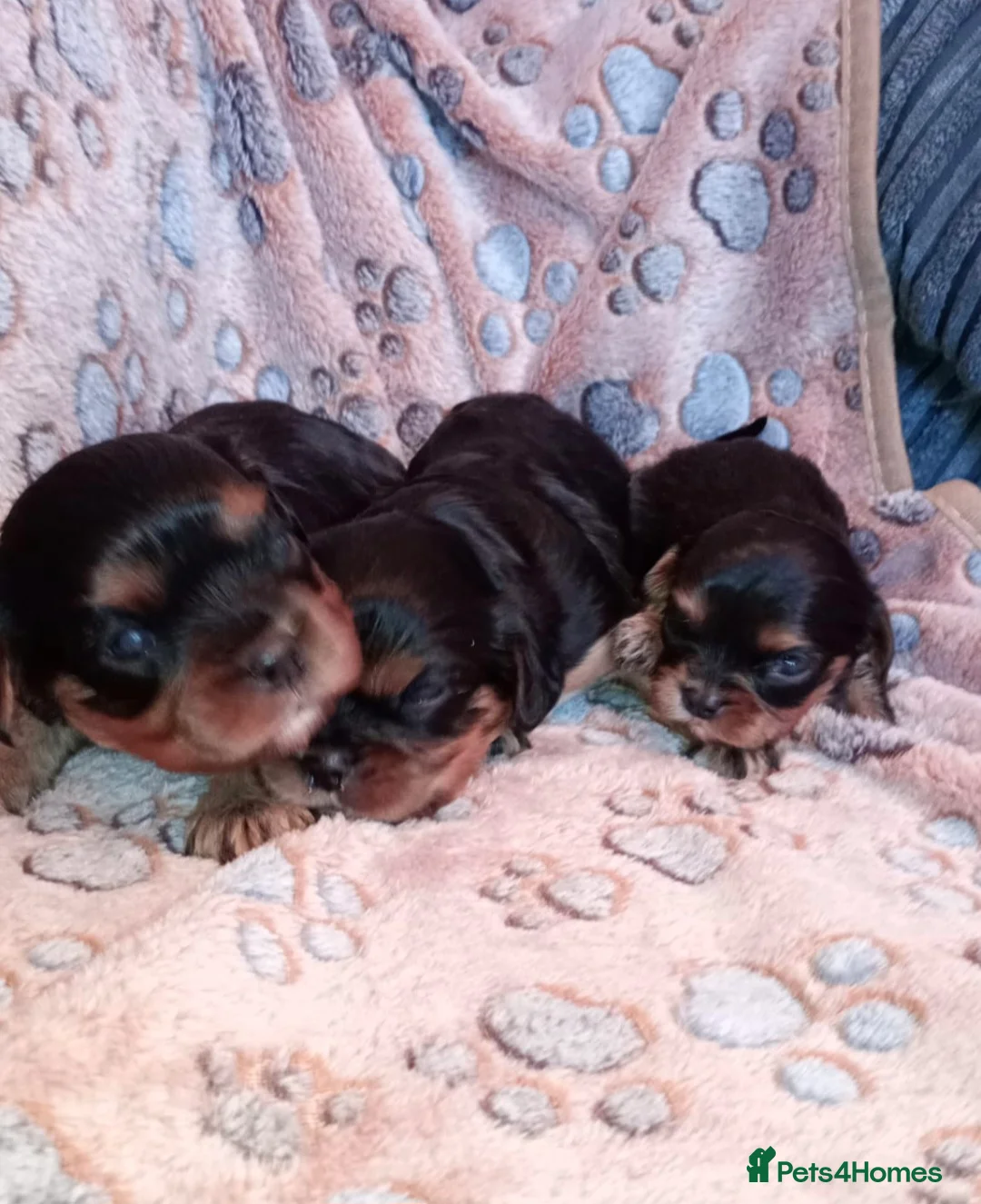 Cavalier King Charles Spaniel dogs for sale: Cavalier King Charles Male Puppies  - Advert 2