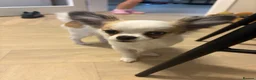 Chihuahua dogs for sale: Chihuahua puppy  in Hamilton - Advert 4