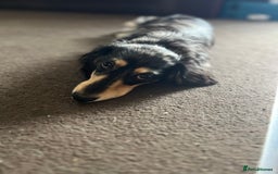 Miniature Dachshund dogs for stud: 1 year old long-haired dapple miniature dachshund  - Image 9