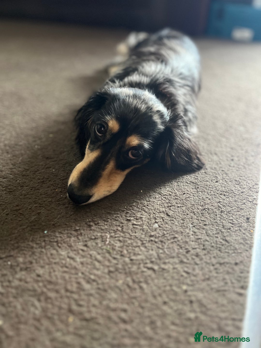 Miniature Dachshund dogs for stud: 1 year old long-haired dapple miniature dachshund  - Image 9