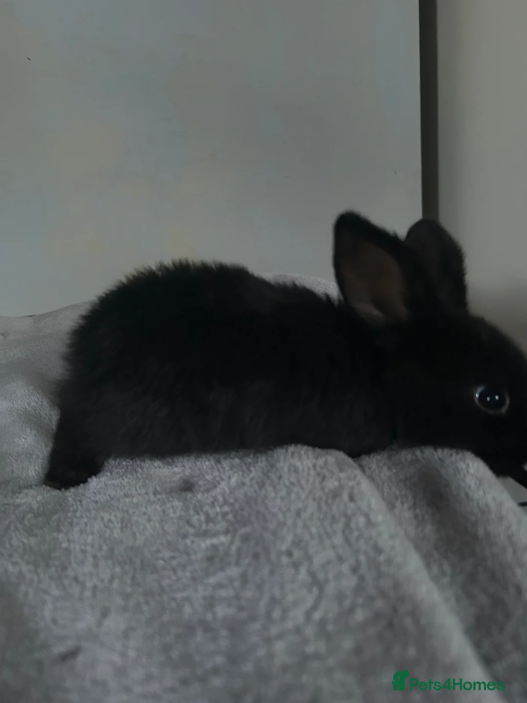 Mixed Breed rabbits for sale: Mini lop cross: Ready to leave  - Advert 2