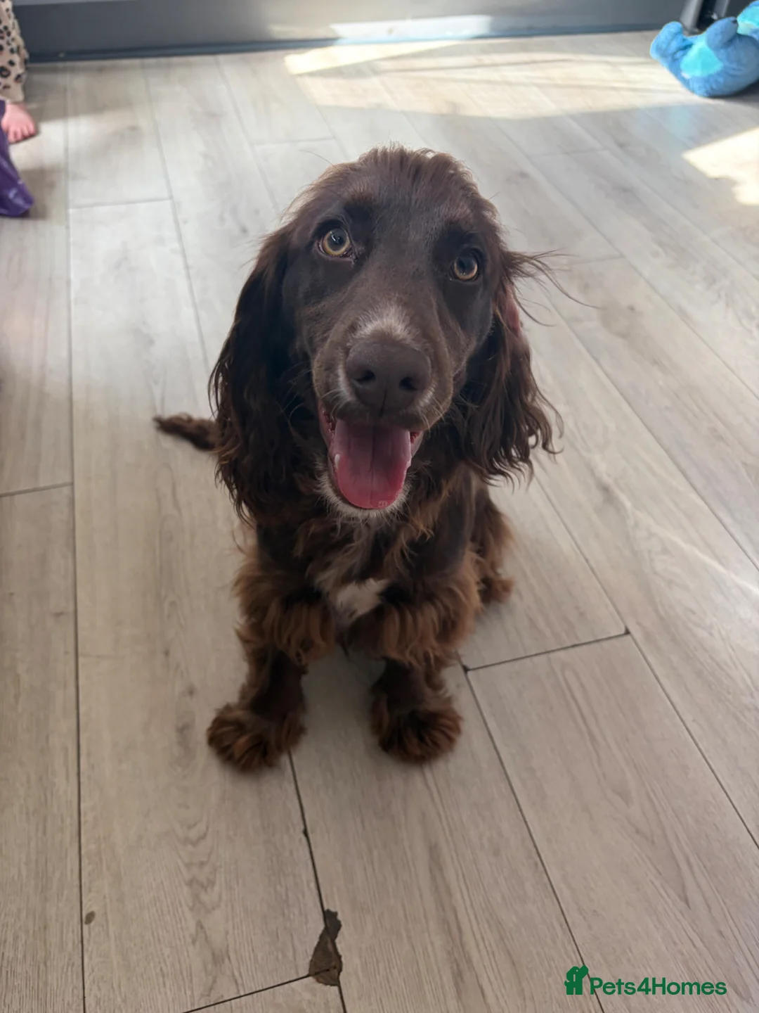 Cocker Spaniel dogs for sale: Dolly - Advert 2